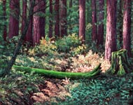 Oil painting of Forest.